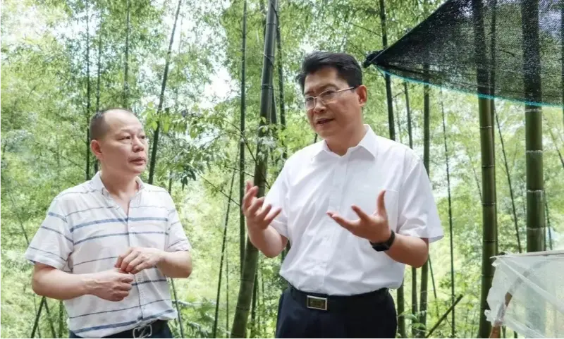 Pingxiangi munitsipaalpartei komitee sekretär Liu Shuo kontrollib Anoectochiluse istutusbaasi