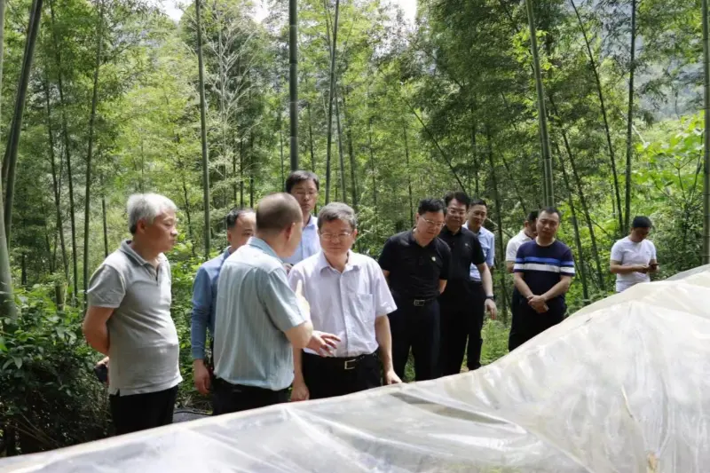 Riikliku metsandus- ja rohumaaameti arendus- ja reformiosakonna direktor Liu Shuren uurib Anxin Shibawan Anoectochiluse istutusbaasi