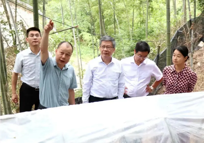 Liu Hongning, Jiangxi traditsioonilise hiina meditsiini ülikooli täiustatud uuringute instituudi dekaan ja ülikooli endine parteisekretär, juhib Jiangxi traditsioonilise hiina meditsiini põhjaliku reformimise provintsi ekspertrühma, et viia läbi uuringuid meie Anoectochiluse baasis.