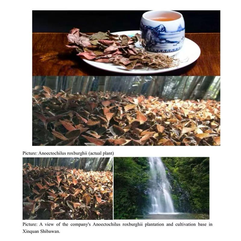 Sulfur-Free Pure Premium Dried Anoectochilus Roxburghii